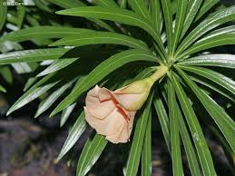 Image result for Cascabela thevetia