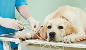 These tumours do not respond well to treatment and are often not detected until the cancer has already spread. Inflammation Of The Pancreas In Dogs Diagnosis And Treatment Petcoach