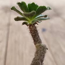 Image result for Smithia elliotii