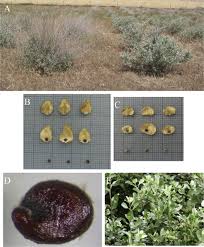 Image result for Atriplex halimus