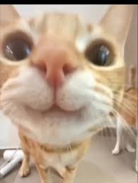 Милый Котик Улыбается В Камеру | TikTok