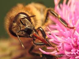 These moths look more like hummingbirds than bees. Wednesday Wordphile Proboscis Honey Bee Suite
