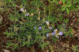 Image result for Blepharis bainesii