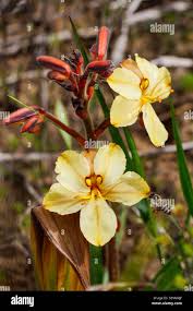 Image result for Wachendorfia