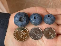 果実サイズ・ランキング ～ブルーベリーの品種なんでもランキングVol.2～ - 愛知県岡崎市の観光ならブルーベリファームおかざき