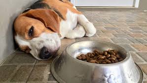 Check spelling or type a new query. 10 Ways To Help A Dog With Upset Stomach And How To Prevent It