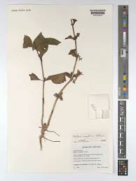 Image result for Mellera