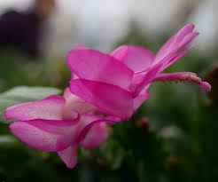 Which one do you have? Hirt S Purple Christmas Cactus Plant Zygocactus 2 Pot Walmart Com Walmart Com