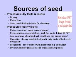 Recalcitrant seeds, when available, are best planted as soon as possible after ripening and dispersal. Chapter 6 Sources Of Seed Sources Of Seed