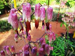 Image result for Kalanchoe pinnata