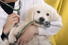 Maybe you would like to learn more about one of these? Fotos De Veterinaria De Stock Veterinaria Imagenes Libres De Derechos Depositphotos