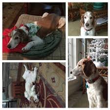 You have replicated his look onto techno and still made it look like a nice design. Tributes Peaceful Pet Passage Mechanicsburg Pa