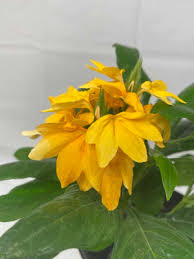 Image result for Crossandra