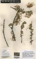 Image result for Plicosepalus amplexicaulis