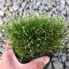 Image result for Eleocharis naumanniana