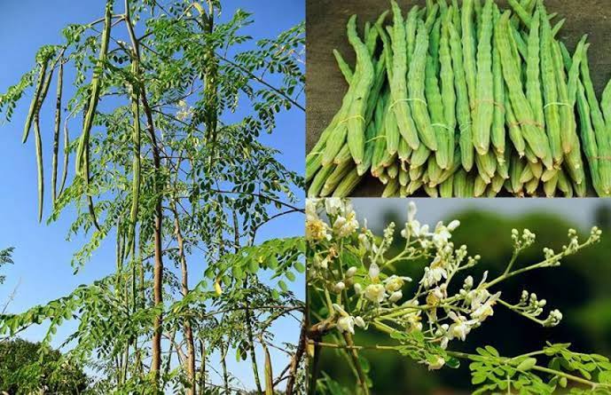 औषधीय गुणों का भंडार है मुनगा | Cg News