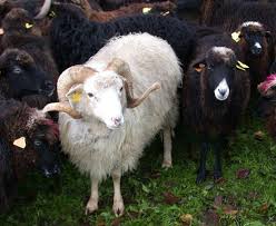 Oveja Xalda Raza Autoctona En Peligro De Extincion Schafe