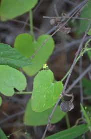 Image result for Kedrostis foetidissima