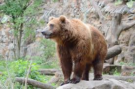 Το ελληνικό web meeting point. Zoo Decin Decin Program Na Cervenec Informuji Cz