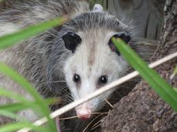10 Things You Never Knew About Opossums Opossum Facts Opossum Animals