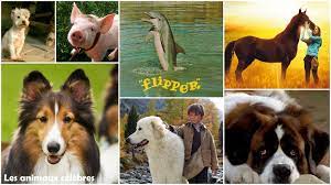 Voici les animaux qui attendent impatiemment d'être adoptés! Liste Des Animaux En E Diconimoz