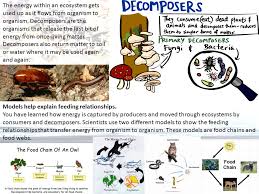 'once an organism has died, be it plant or animal, the. Before You Learned Matter Cycles Continuously Through An Ecosystem Living Things Are Part Of The Water Carbon And Nitrogen Cycles Now You Will Ppt Download