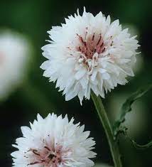 Buy Centaurea Cyanus White Cornflower Sarah Raven