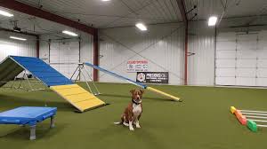 Through individualized study and proven training methods, we help dogs and people realize the fullest potential of their are there any dog trainers near me? Precious K9s Dog Training Dog Behavior Springfield Missouri Precious K9s Dog Training Dog Coaching In Springfield Mo