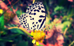 Butterfly Nature Animal Forest Color Tree Hdr Ultrahd Black White Hd 4k Wallpaper Wallpapers Hd Desktop And Mobile Backgrounds Enjoy and share your favorite beautiful hd wallpapers and background images. white hd 4k wallpaper wallpapers hd