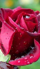 Rosa damascena flower water, gluconolactone, calcium gluconate and sodium benzoate. Red Rose Rain Dewdrops