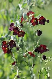 The best known black flower would be the black dahlia, which is actually a dark chocolate color. 21 Types Of Brown Flower Names Balcony Garden Web
