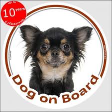 This can cause discomfort for the dog and additionally it can. Sticker Circle Sticker Dog On Board 15 Cm Black And Tan Longhaired Chihuahua Head