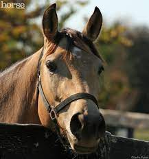 Tucker came with his name, and i thought it suited. 124 Best Horse Names Horse Illustrated