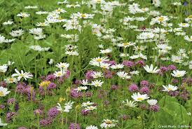 Comment Cultiver Des Plantes Sauvages Dans Votre Jardin Plantes Sauvages Jardins Comment Planter Des Fleurs