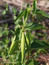 Image result for Vincetoxicum