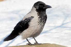 Vogelportrat Nebelkrahe Nabu Nebelkrahe Krahe Lustige Vogel
