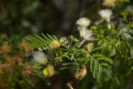 Image result for Albizia brevifolia