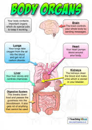 There is also a separate version of the same organs included without any text. Anatomy Posters Poster Template