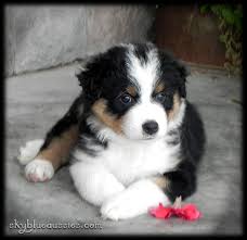At k9 puppy we are dedicated to matching. Duke Black Tri Australian Shepherd Puppy Raised By Www Skyblueaussies Com Aussie Puppies Australian Shepherd Australian Shepherd Puppies