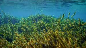 Image result for Hydrilla