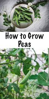 Complete Guide To Growing Peas Growing Peas Backyard Vegetable Gardens Organic Vegetable Garden