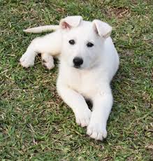 White german shepherd puppies for sale. Wolf Mask Sable German Shepherd
