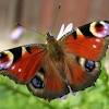 Eine einfache anleitung zum basteln süßer schmetterlinge. Https Encrypted Tbn0 Gstatic Com Images Q Tbn And9gcrybrhsvwzaf3y1544hjxzogvxvmk9 Xc4isga4g6jb Zpr8gti Usqp Cau