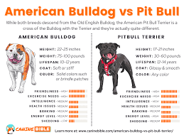 Best pitbull puppies with a healthy body and balanced temperament. American Bulldog Vs Pit Bull Full Comparison Differences Similarities Canine Bible