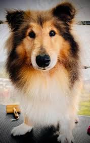 JB's Barks & Bubbles Grooming Services