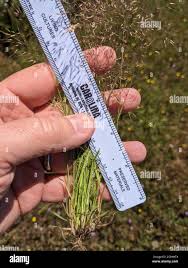 Image result for Pentameris