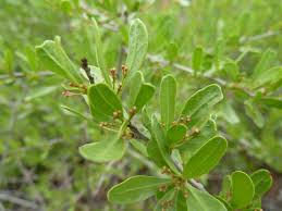 Image result for Gymnosporia oxycarpa