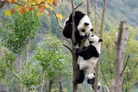 Working for the future of china's giant pandas. Celebrate National Giant Panda Day On March 16th Nature And Wildlife Discovery