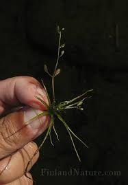 Image result for Subularia