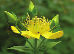 Image result for Hypericum scioanum